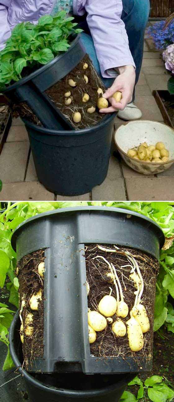 Make a potato pot by cutting out the sides of a plant pot and putting it inside another one. 
